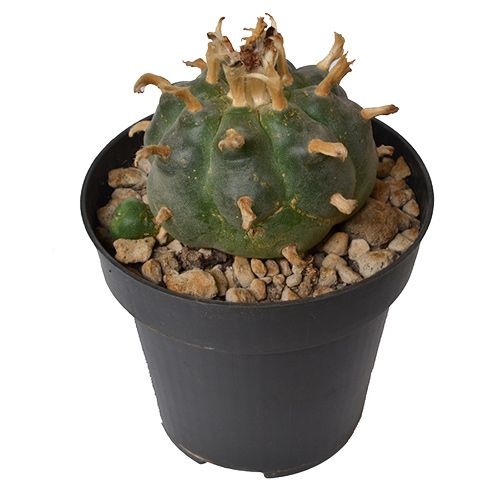 Peyote Lophophora Williamsii