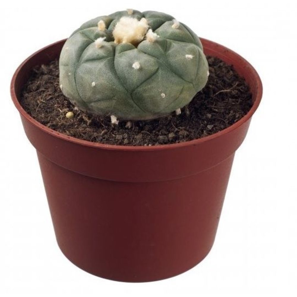 Peyote is a small round cactus that, like the San Pedro, contains the psych...