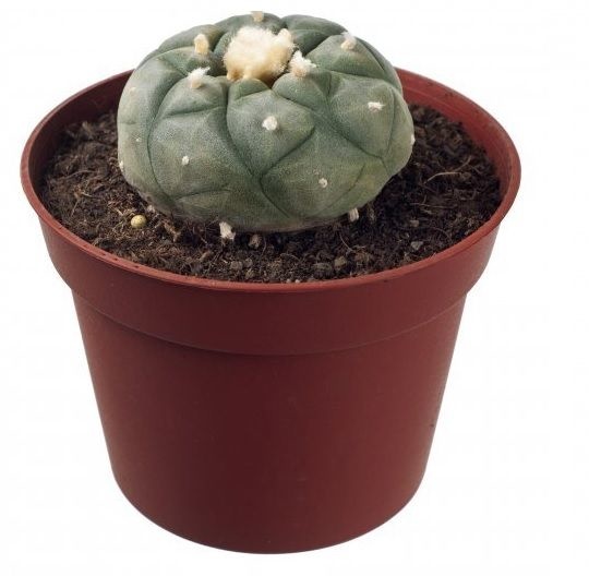 Peyote Lophophora Williamsii