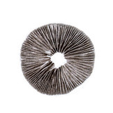 Spore Print Psilocybe Cubensis Mexican