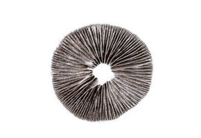 Sporen Print Psilocybe Cubensis Mexican