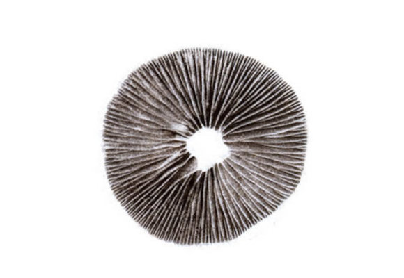 Spore Print Psilocybe Cubensis Mexican