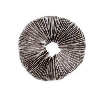 Spore Print Psilocybe Cubensis Mexican