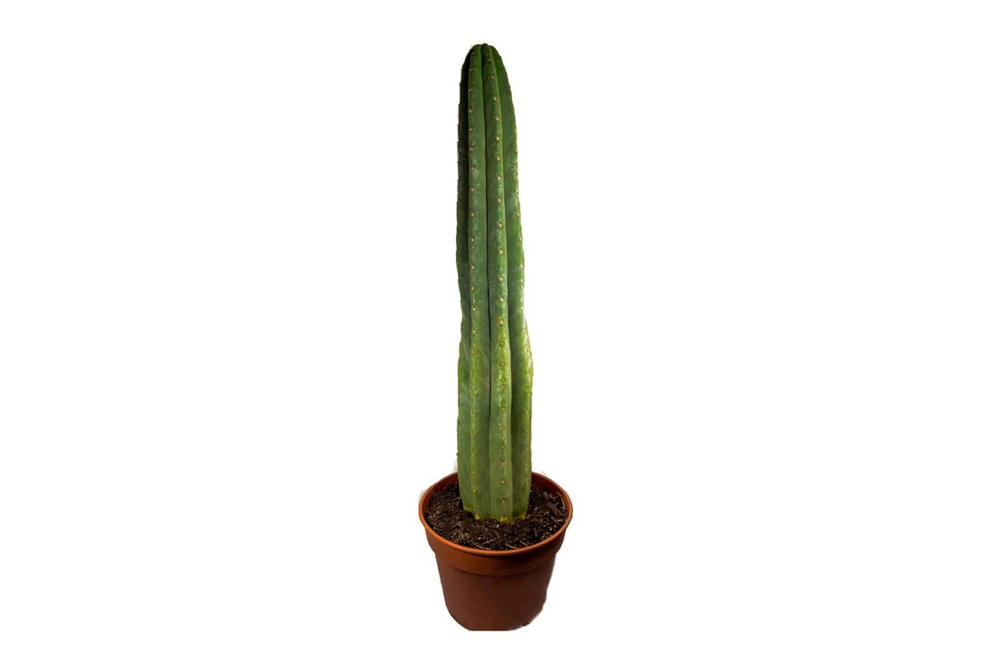 San Pedro Trichocereus Pachanoi in pot - 35-50 CM