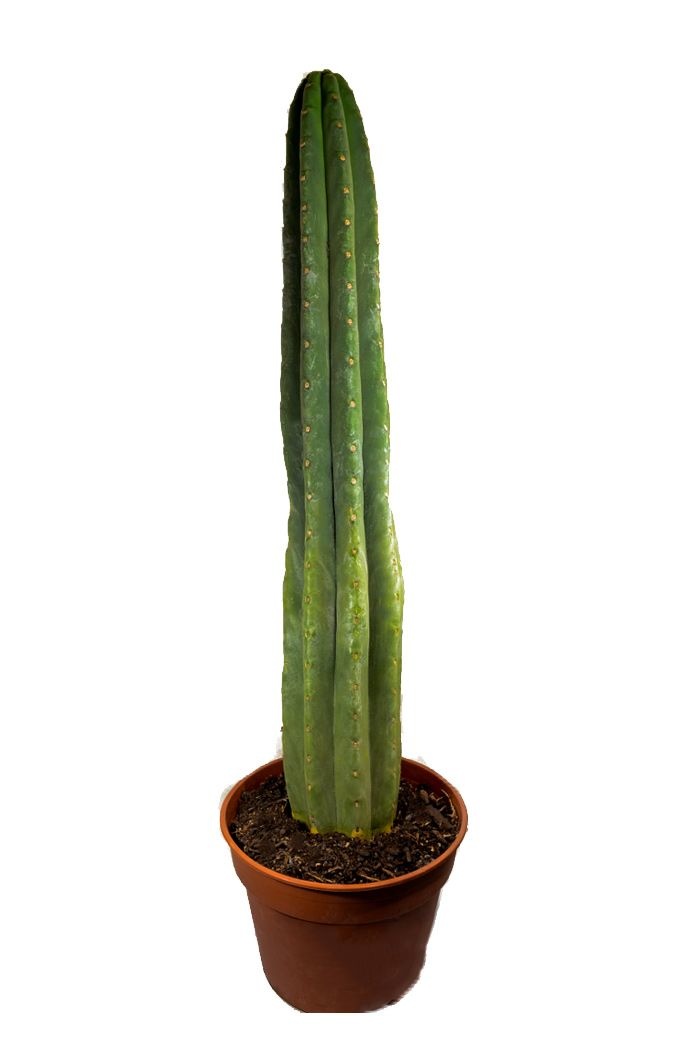 San Pedro Trichocereus Pachanoi in pot -  25-40 CM