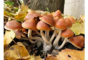 Azurescens Outdoor Growkit