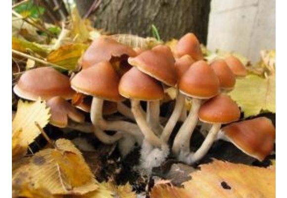 Azurescens Outdoor Growkit