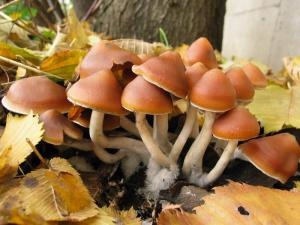 Azurescens Outdoor Growkit