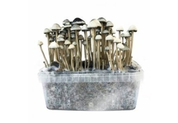 Golde Superwhisk + Shroom Kit - Multicolor - 7 requests