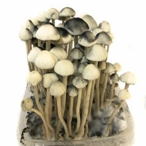 Copelandia Hawaiian Paddo Grow kit