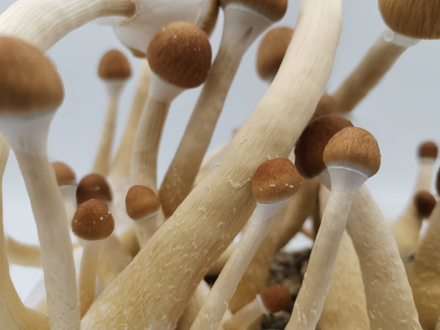 Psilocybin and Psilocin help with depression