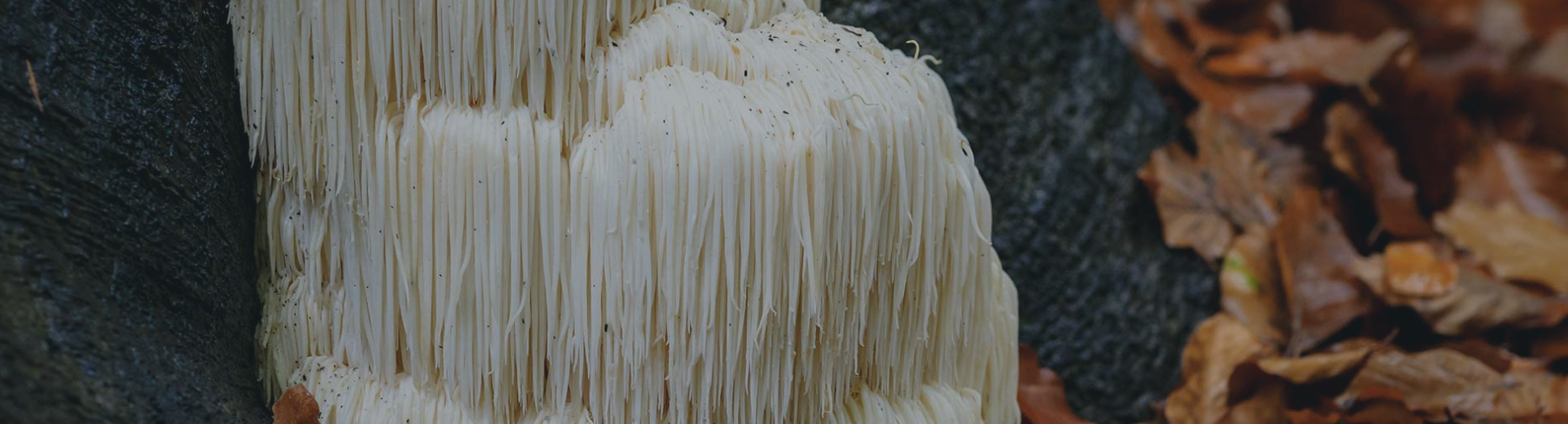 Health benefits of medicinal mushroom extracts