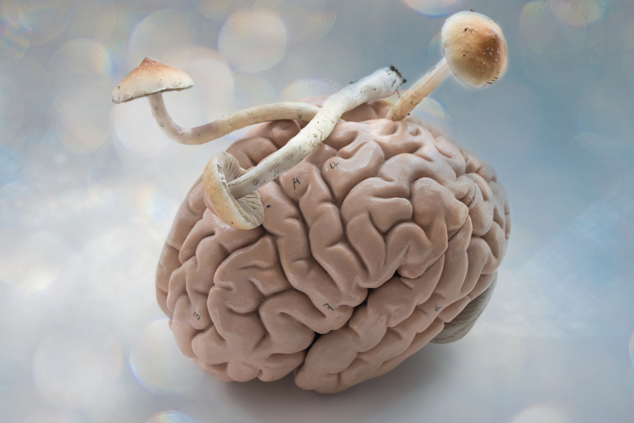 How magic mushrooms affect the brain