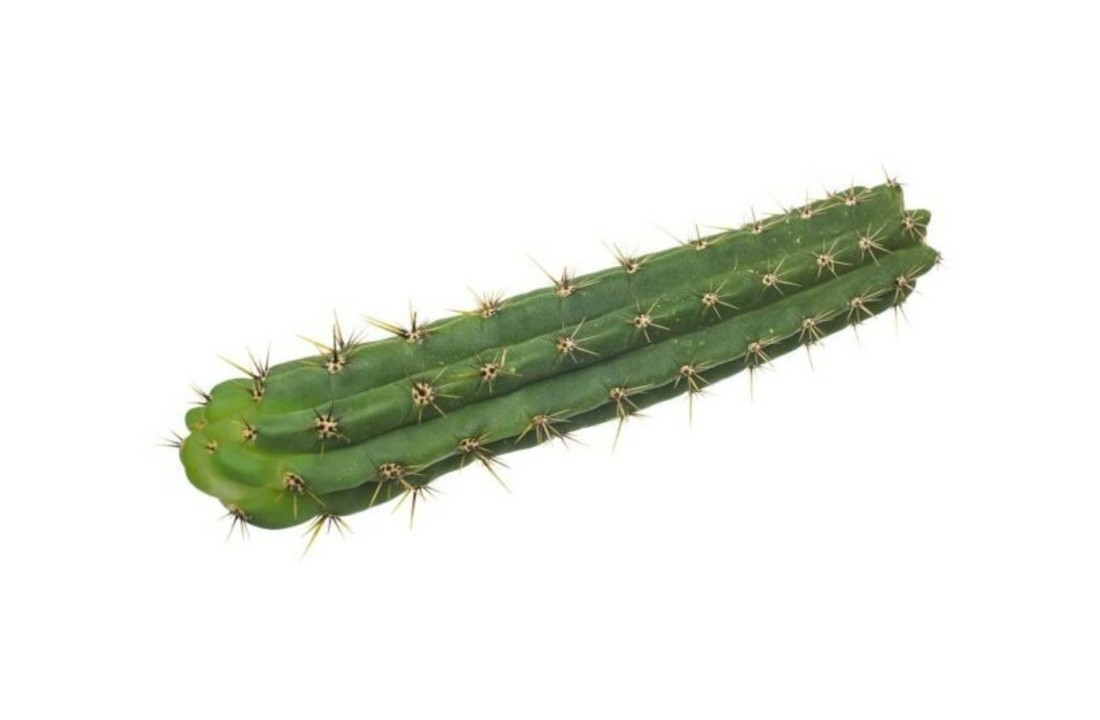 San Pedro Cutting Peruvianus 30 - 40 cm