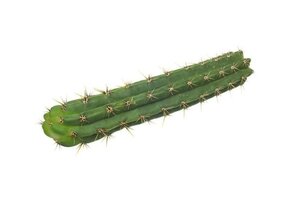 San Pedro Cutting Peruvianus 25 - 35 cm