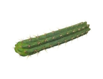 San Pedro Cutting Peruvianus 25  - 35 cm