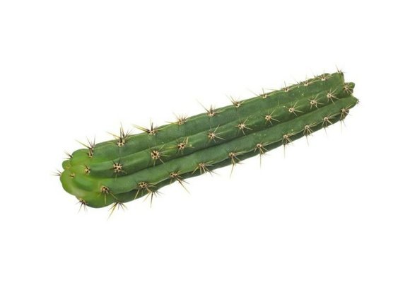 San Pedro Cutting Peruvianus 25  - 35 cm