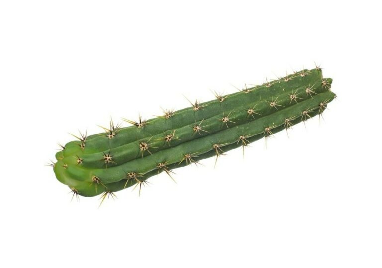 San Pedro Cutting Peruvianus 25 - 35  cm