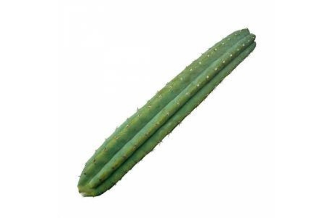 San Pedro Cutting Pachanoi 45 - 60 cm