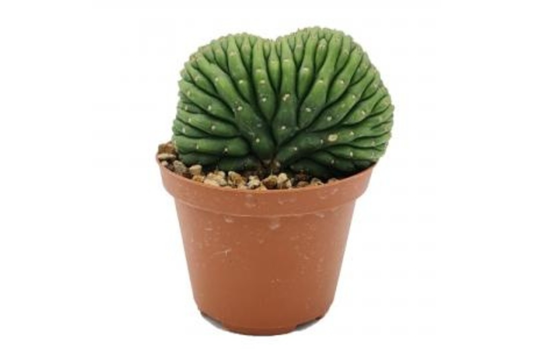 Trichocereus pachanoi - cristata (San Pedro)