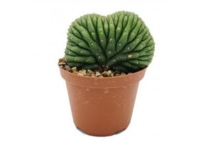 Trichocereus Pachanoi - cristata (San Pedro) Klein