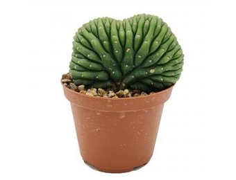 Trichocereus Pachanoi - cristata (San Pedro) Klein