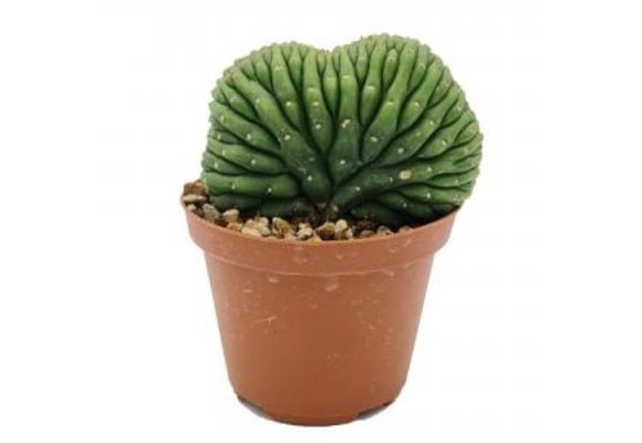 Trichocereus Pachanoi - cristata (San Pedro) Small