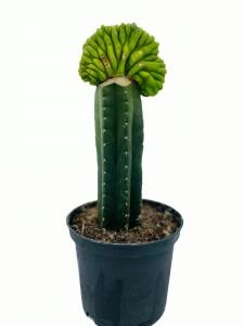 San Pedro Cristaat Lime - Trichocereus Pachanoi