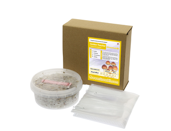 Golden Teacher All in one Growkit