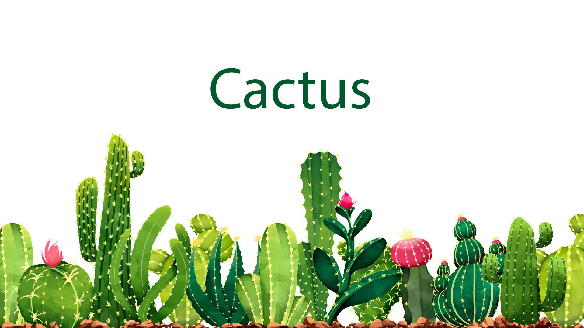 The magical possibilities of cacti