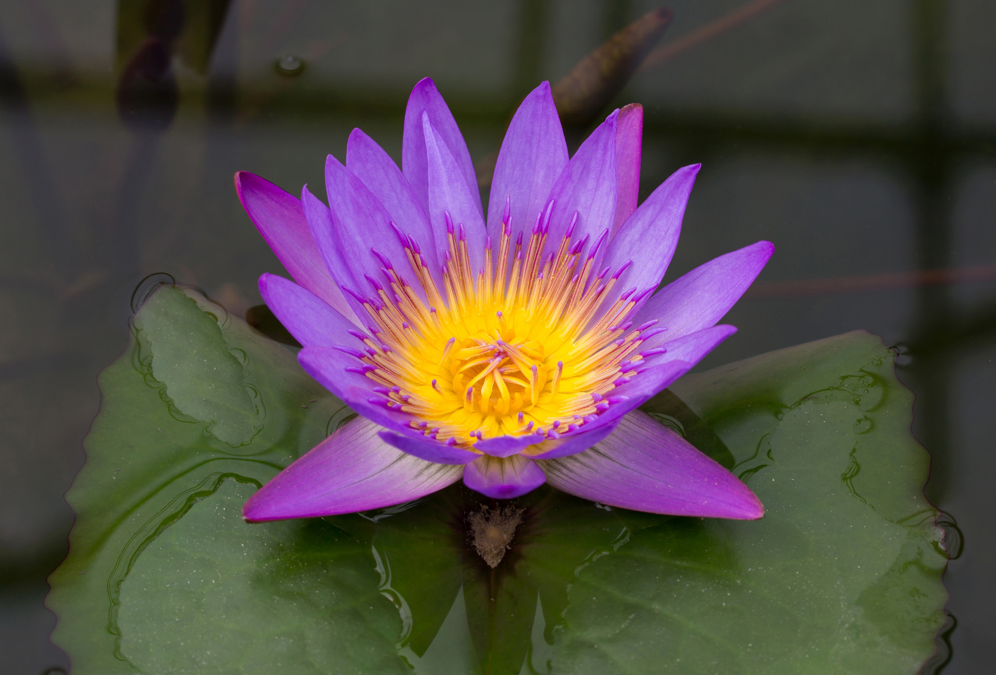 Bloedbad Haarvaten Normaal Blauwe Lotus: Alles wat je wilde weten - Drpaddo.com