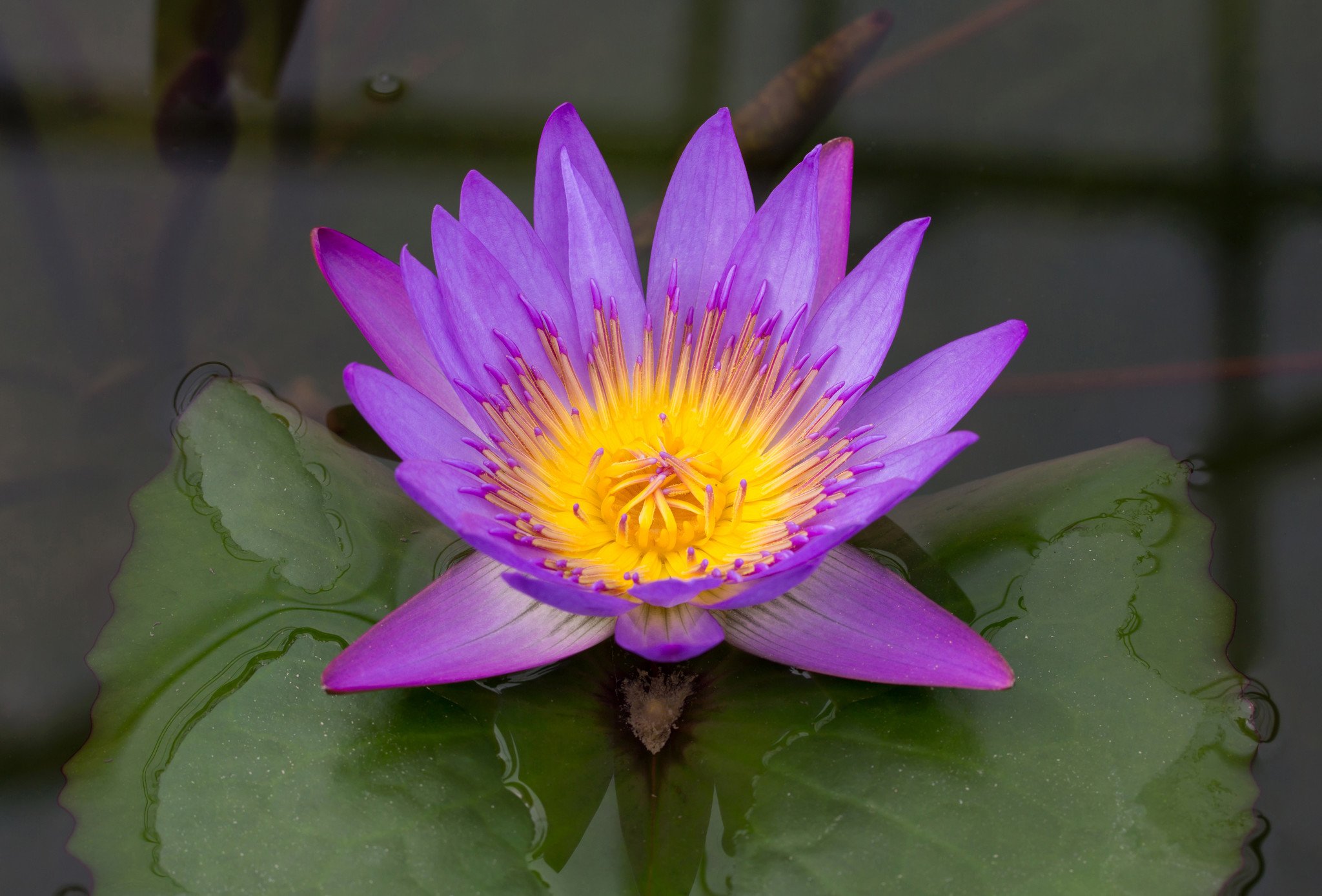 Blue Lotus: Everything you need to know 