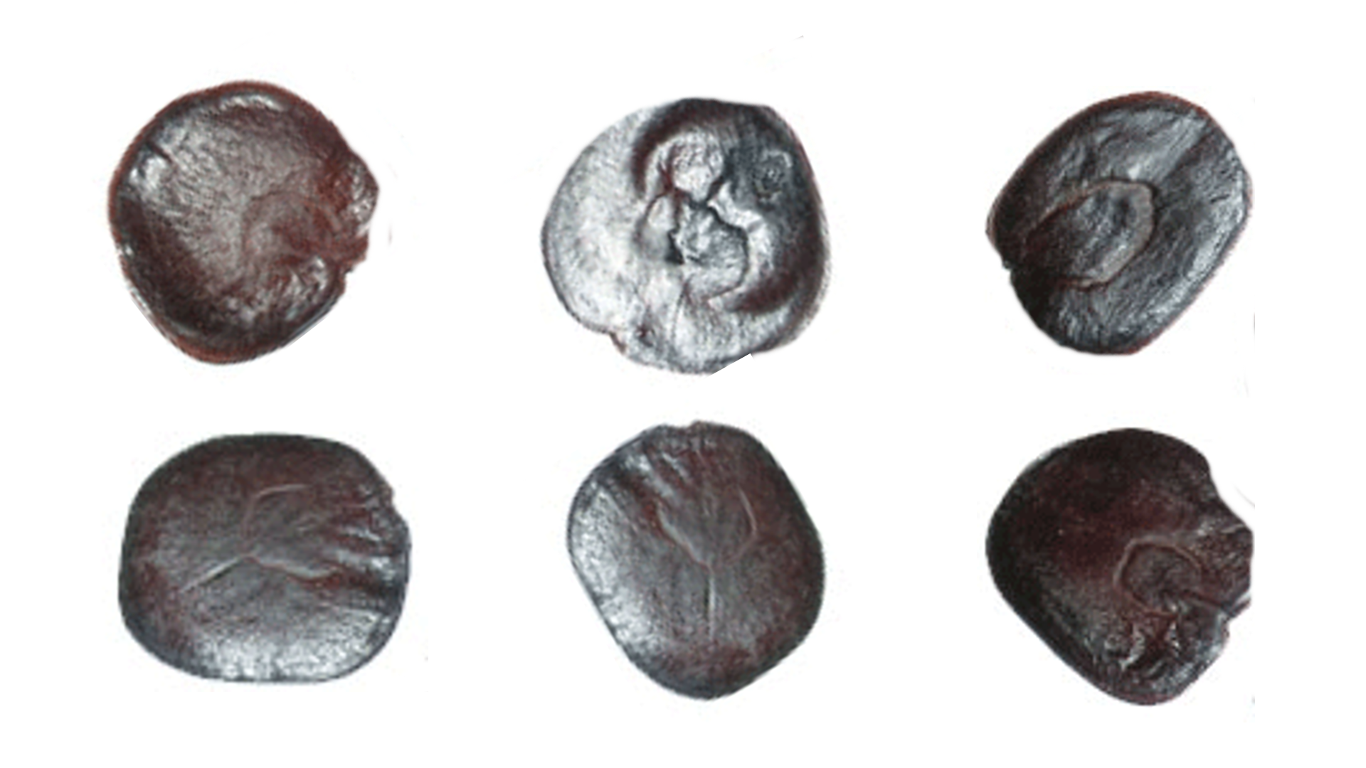 The right way to prepare Yopo seeds for your trip (step-by-step plan)