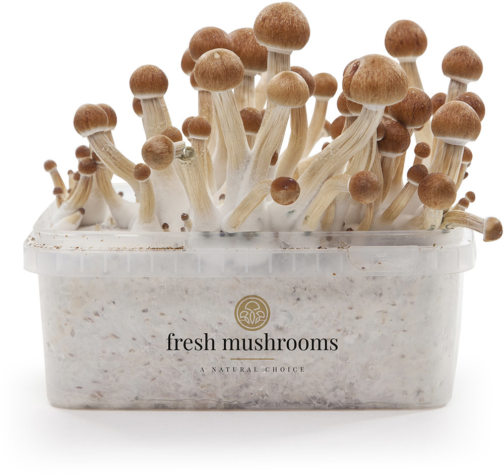 mushroom growing kit