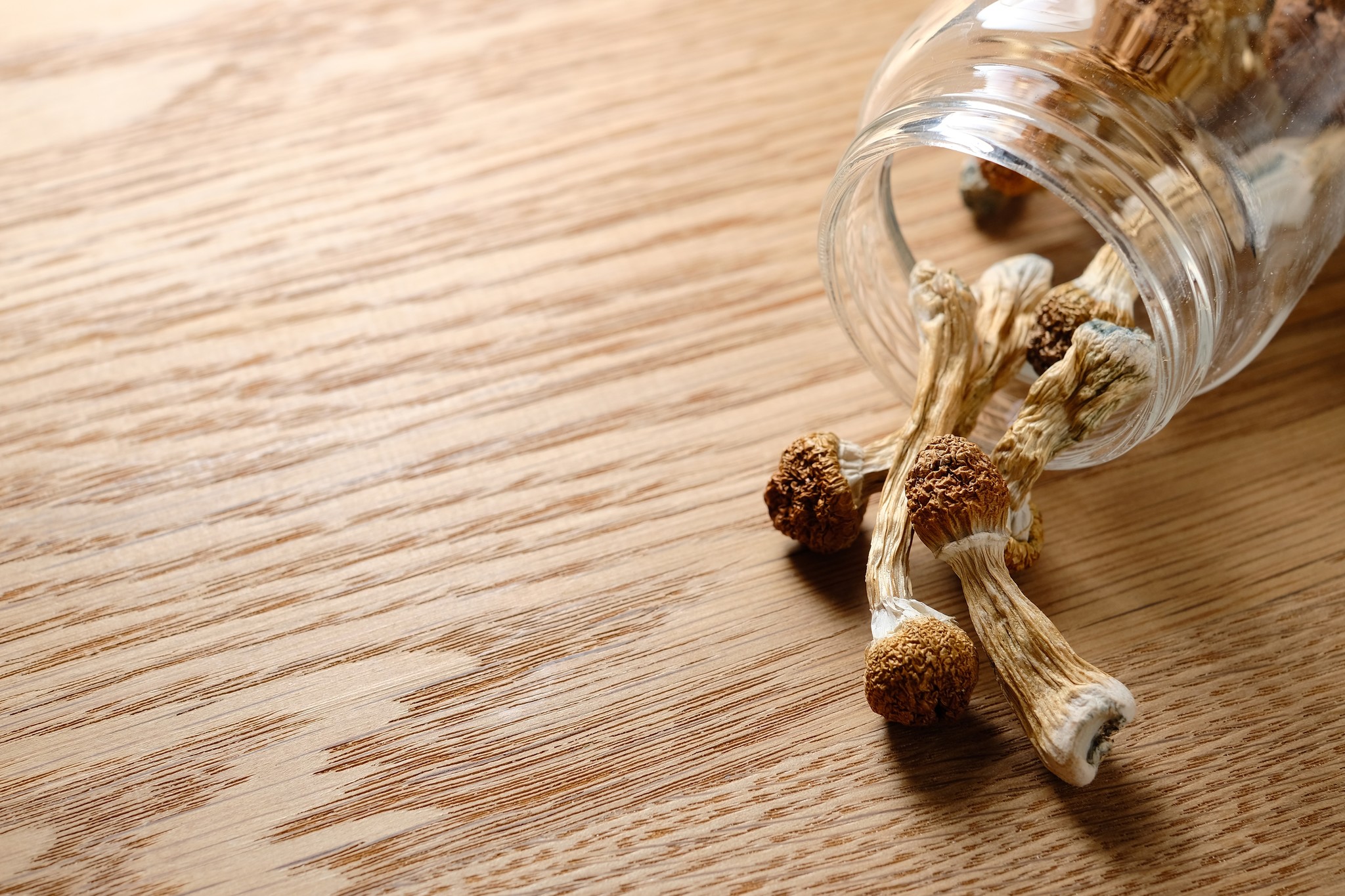 Hoe bewaar je paddo’s?