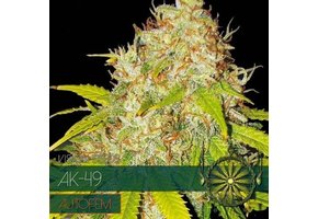 AK-49 Auto (Vision Seeds) - 3 Zaden