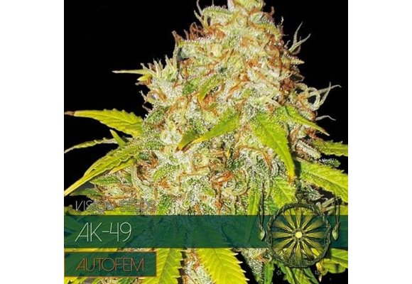 AK-49 Auto (Vision Seeds) - 3 Seeds