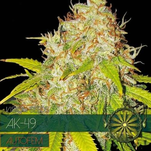 AK-49 Auto (Vision Seeds) - 3 Seeds