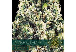 Amnesia Auto (Vision Seeds) - 3 Zaden