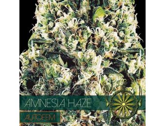 Amnesia Auto (Vision Seeds) - 3 Zaden