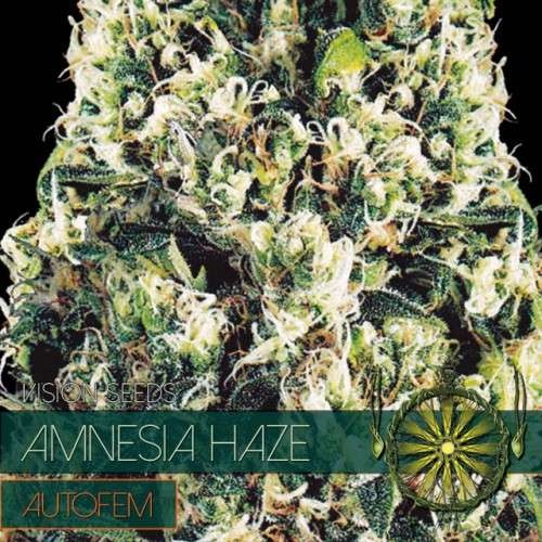 Amnesia Auto (Vision Seeds) - 3 Zaden