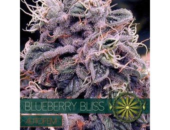 Blueberry Bliss AUTO (Vision Seeds) - 3 Zaden