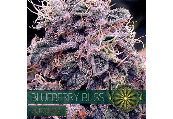Blueberry Bliss AUTO (Vision Seeds)- 3 Seeds