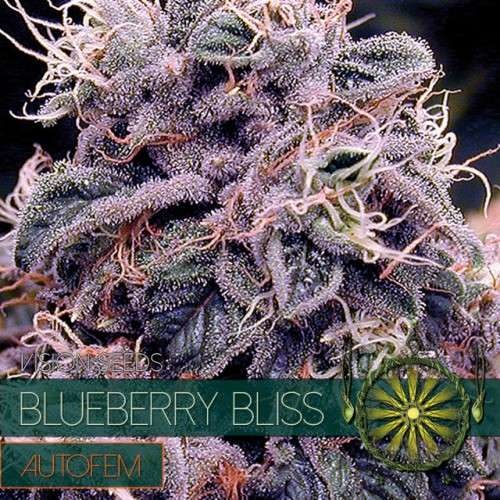 Blueberry Bliss AUTO (Vision Seeds) - 3 Seeds