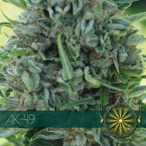 AK-49 (Vision Seeds) - 3 Zaden