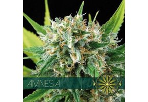 Amnesia (Vision Seeds)- 3 Seeds