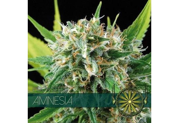 Amnesia (Vision Seeds) - 3 Zaden
