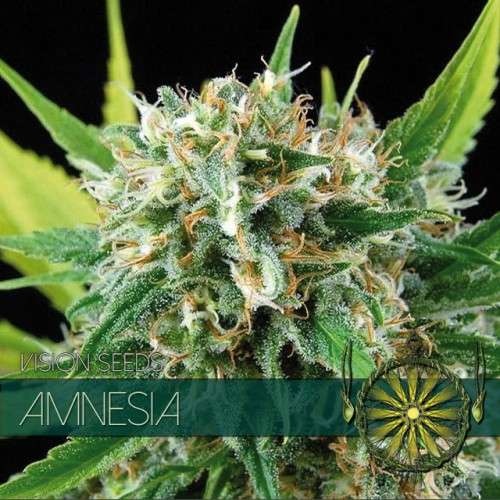 Amnesia (Vision Seeds)- 3 Seeds