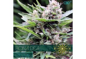 Bona Dea CBD+ (Vision Seeds) - 3 Seeds