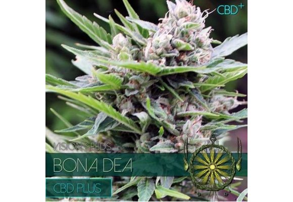 Bona Dea CBD+ (Vision Seeds)- 3 Zaden